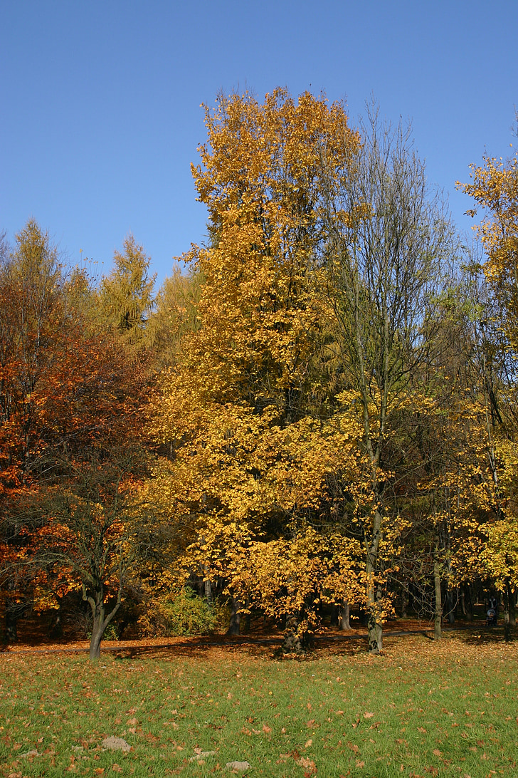 Park, skog, høst, treet, løvverk, oktober, natur