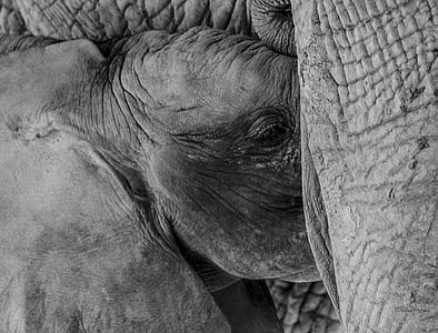 大象, 大象婴孩和母亲, 动物园, 动物, 哺乳动物, 可爱, 家庭