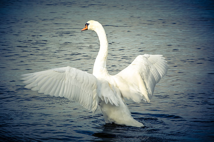 Swan, fågel, djur, sjön, naturen, vit fågel, Wing