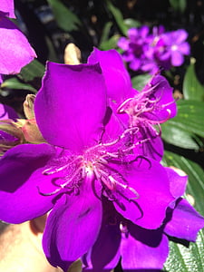Фиолетовый цветок, фиолетовый, цветок, Цветы, Природа, Весна, Сиреневый цветок
