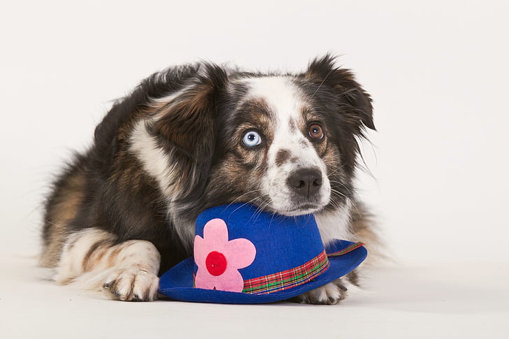 câine, ciobănesc de britanic, minciuna, pălărie, distractiv, alb, peisaj format