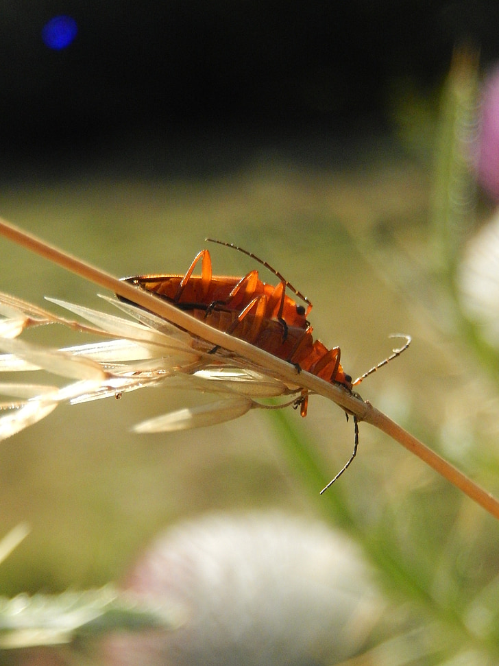 комахи, поле, Природа, Франція