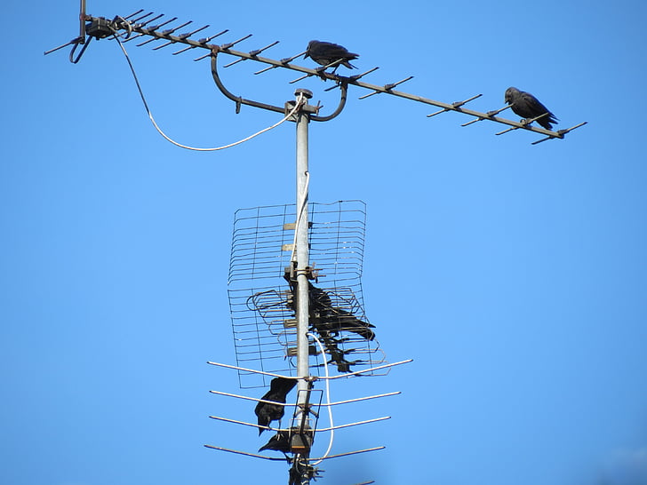 antenna, tv antenna, reception, old, blue, sky, birds