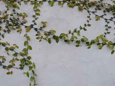vines, vines on wall, nature background, concrete, green vines, building wall