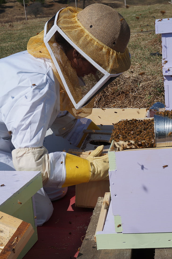landbruk, birøkt, bier, honning, bikube, Bee, apiary