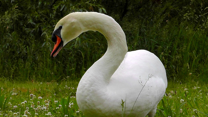 Swan, pózovanie, labuť, vták, Príroda, biela, rieka