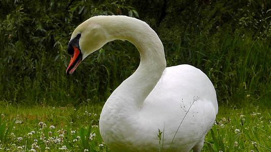 Swan, berpose, angsa putih, burung, alam, putih, Sungai