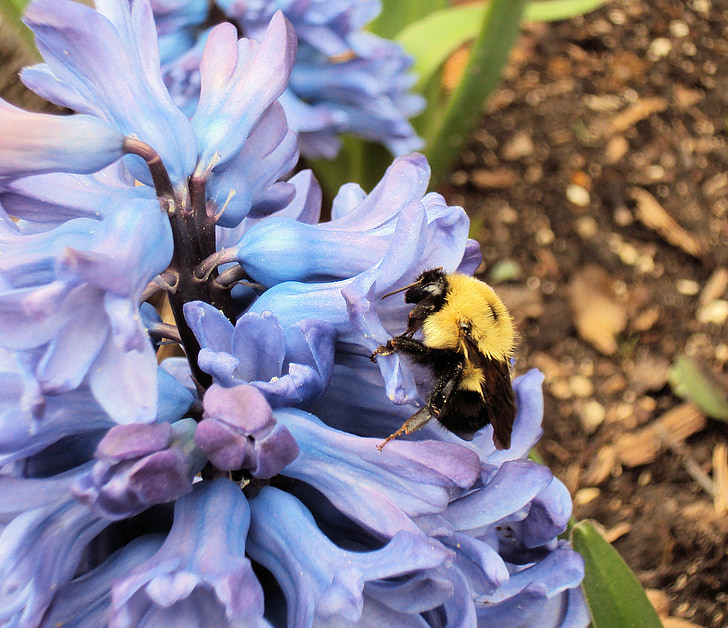 bee, pollinate, pollen, hyacinth, flower, insect, nature