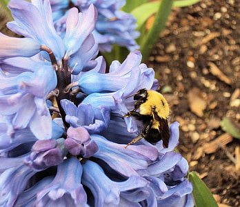 Pszczoła, zapylania, pyłek, hiacynt, kwiat, owad, Natura