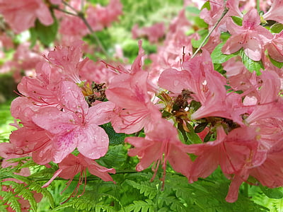 bunga, Azalea, musim semi, rhododendron, alam, warna pink, daun