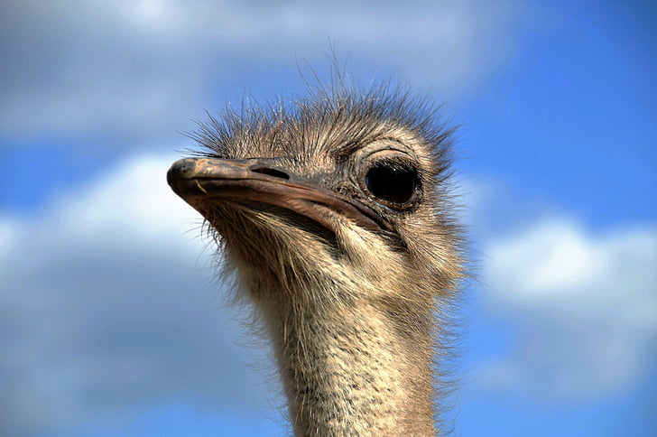 the ostrich, head, grimace, view, stupid, bird, flightless