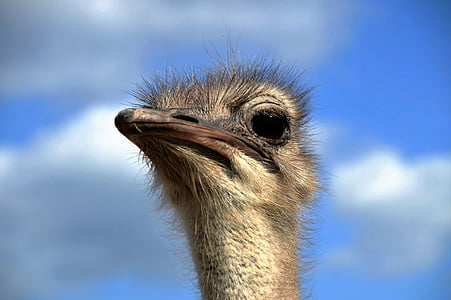 o avestruz, cabeça, careta, modo de exibição, estúpida, pássaro, não voam
