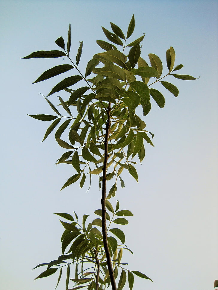 arbre nou, branca, femella, Pequen, fulles, verd, cel