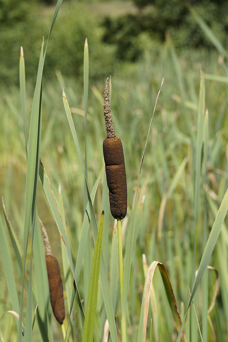 cattail, fouling, bank, shore plants, wetlands, lake, waters