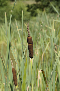 cattail, fouling, bank, shore plants, wetlands, lake, waters