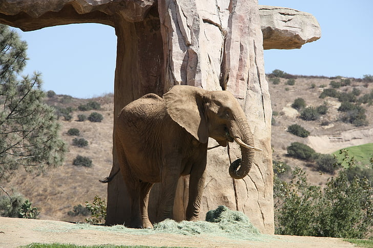 olifant, natuur, dieren, Wild, dierentuin, San diego