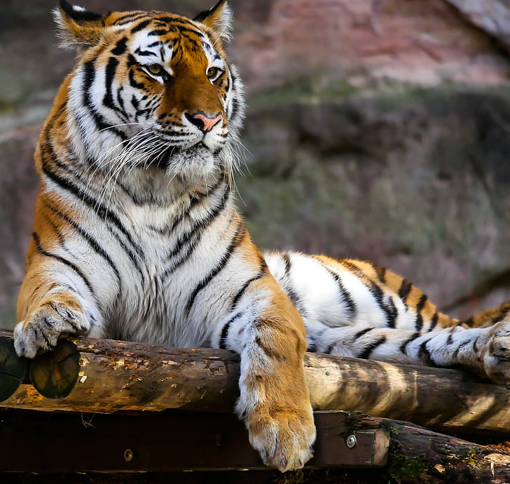 животните, Тигър, Хищникът, котка, внимание, Tiergarten nürnberg, едно животно