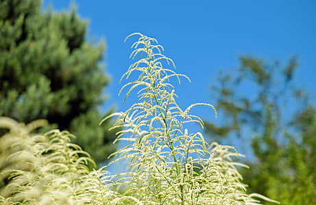 geißbart, φυτό, βότανο, λευκό, φύση, μπλε, σε εξωτερικούς χώρους