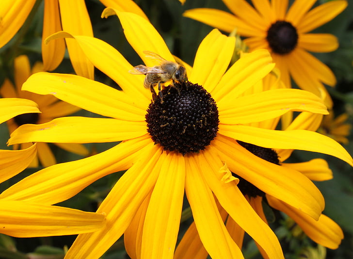 곤충, 꽃, 꿀벌, 자연, 노란색, 공장, 여름