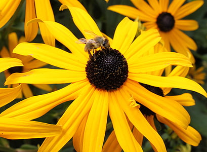 hmyz, květ, včela, Příroda, žlutá, závod, léto