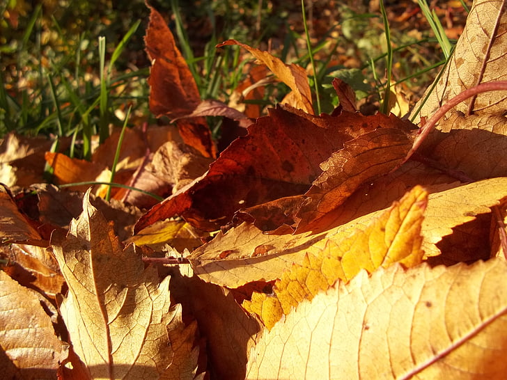 листа, жълто, Есен, Слънчев, ден