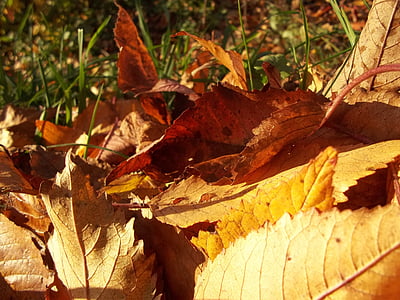 feuilles, jaune, automne, ensoleillée, Journée