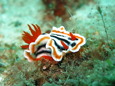 nudibranch, chromodoris, slug, sea slug, diving, underwater, sea