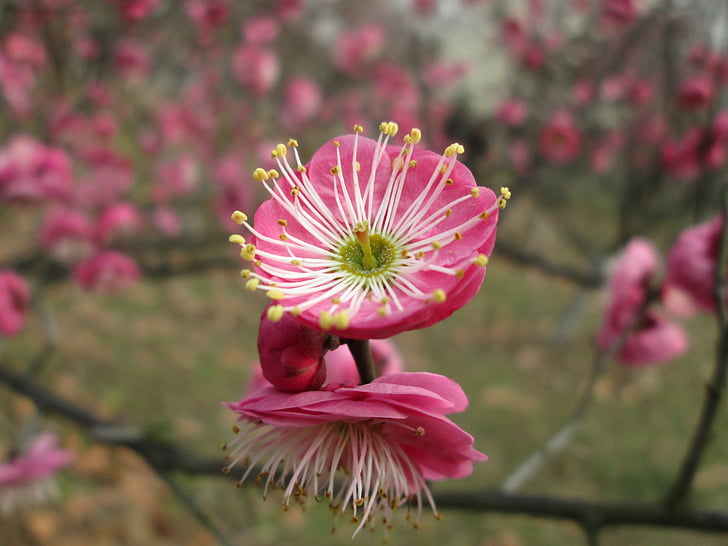 Plum garden, Castle peak park, Švestkové květy, růžová, růžová barva, Příroda, závod