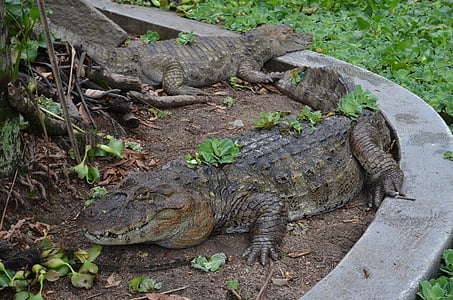 piel de cocodrilo, Parque zoológico, naturaleza