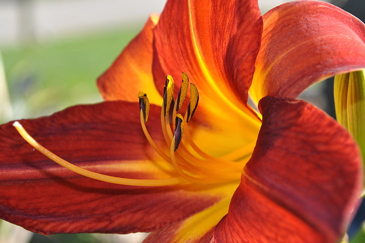 day lilly, orange, flower, blossom, blooming, plant, spring