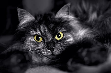kočka, černá, hlava, obličej, makro, Detailní záběr, Při pohledu