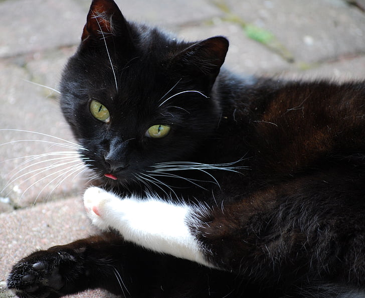 котка, Черно, Сладък, Черна котка, домашен любимец, котешки очи, котка лице