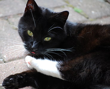 kucing, hitam, Manis, kucing hitam, hewan peliharaan, cat mata, cat wajah