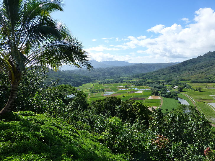 Kauai, Hanalei, Havaj, farma, pozemok, vidiek, Príroda