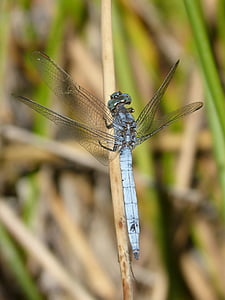 dragonfly, blue dragonfly, orthetrum brunneum, winged insect, branch, insect, nature