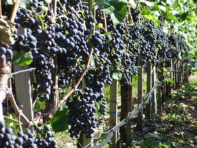 vīnogas, augu, vīns, audzēšanas