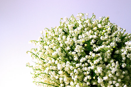 Lily of the valley, baltas puķes, Pavasaris, ielejas Lilija, zieds, pušķis, aromātisks