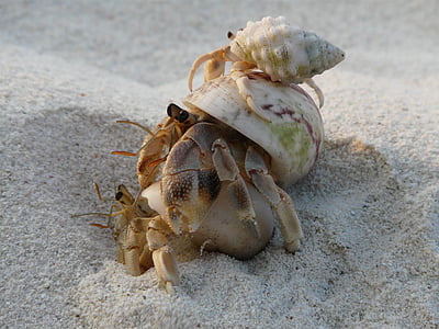 cancer, sand, holiday, sea, tropical, crab, shell