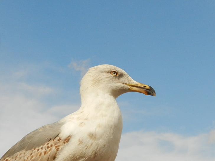 seagull, eye, peak