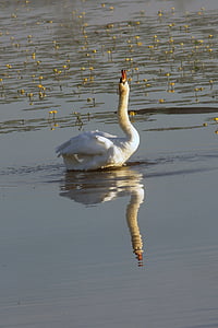 Swan, mute swan, cântec de lebădă, pasăre de apă, Lacul, pasăre, proiect de lege