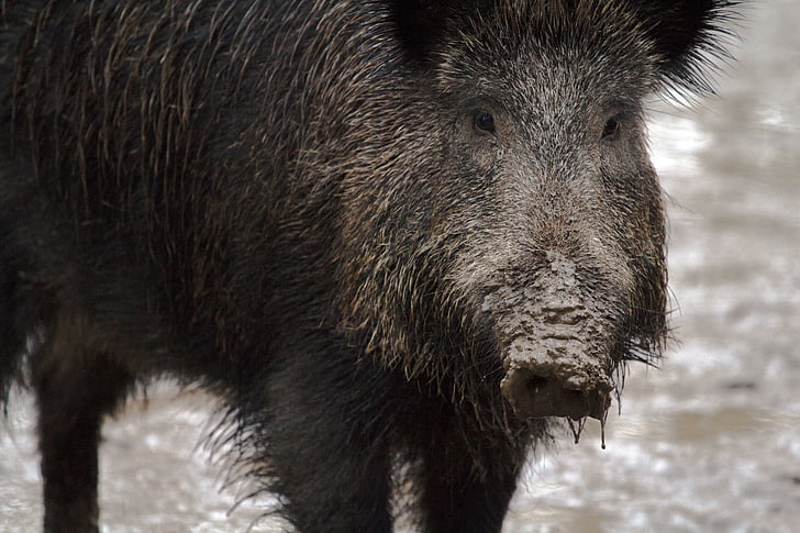 sălbatice, mistreti, pădure, mistret, porc, animale, mamifer