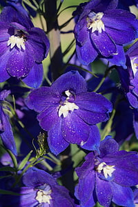 flor, flor, floración, azul, flor morada, primavera, violeta