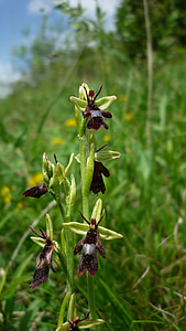 Ophrys insectifera, orchidea di insetti, Tedesco, piccoli fiori, chiudere, fianco di una montagna, protetto