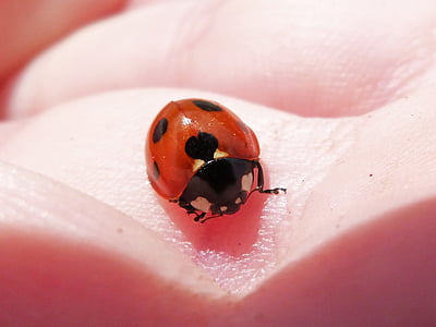 Ladybug, hånd, Coleoptera, coccinelido