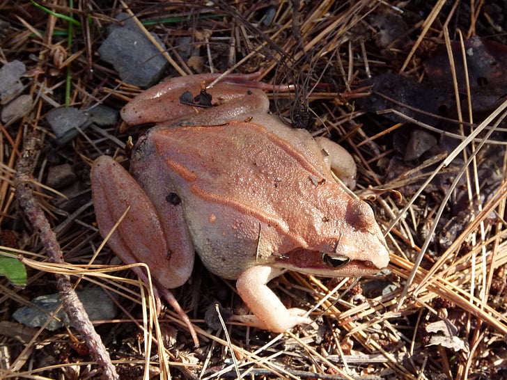 wood frog, pink, amphibian, frogs, wildlife, environment, nature