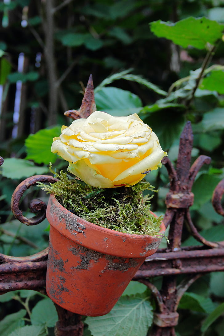 Rose, pot de fleurs, clôture, Rustic, romantique, eye-catcher, décoration