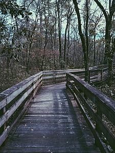 smeđa, drveni, most, unutar, šuma, šume, avantura