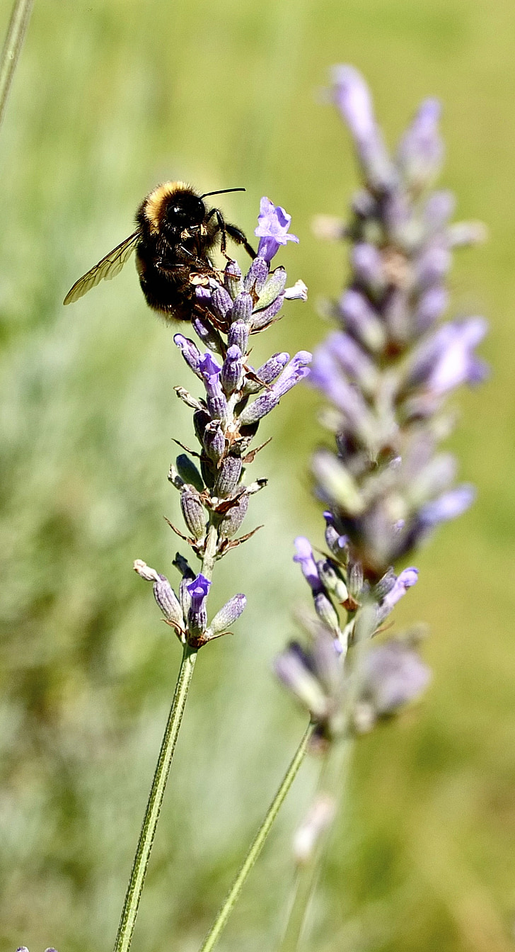 lavender, lavender flowers, purple, violet, true lavender, insect, pollination