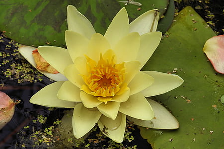 Giglio di acqua, Nuphar lutea, pianta dello stagno, pianta acquatica, stagno, Blossom, Bloom