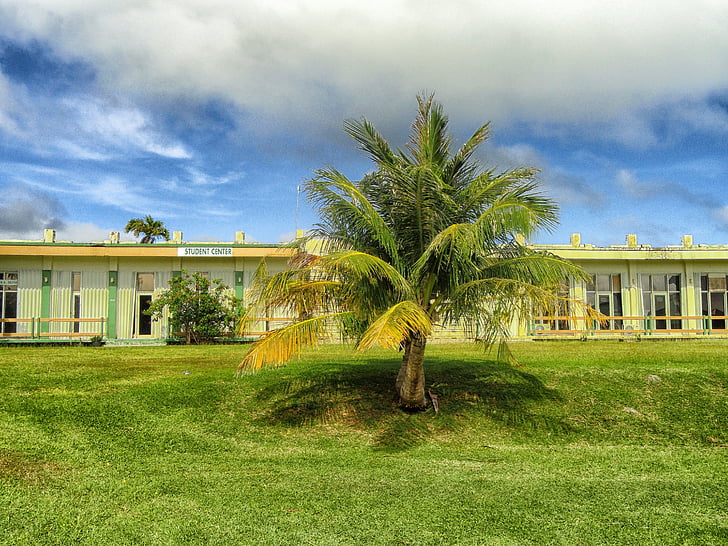 Guam, Kolegium, Szkoła, budynek, Architektura, palmy, palmy